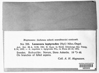 Image of Glaucomaria leptyrodes